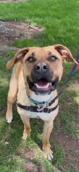 Thor -  Boxer and Pit Bull Terrier Dog for Adoption in Meriden, Connecticut - Thor | PetCurious
