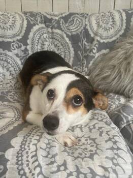 Jack Russell Terrier and Chihuahua Dogs Available for Adoption in Fort Worth, Texas - Chewy | PetCurious
