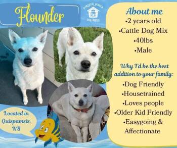 Flounder -  Cattle Dog Dog for Adoption in Lumberton, Texas - Flounder | PetCurious