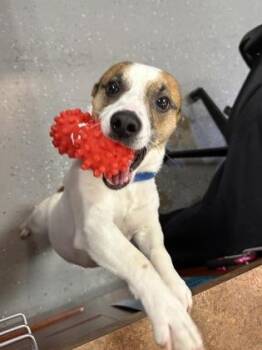 Jax -  Parson Russell Terrier and Mixed Breed Dog for Adoption in Merriam, Kansas - Jax | PetCurious