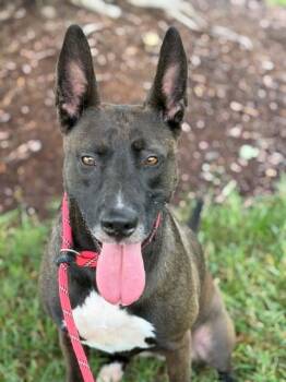 ARIA -  Mixed Breed Dog for Adoption in Charlotte, North Carolina - ARIA | PetCurious