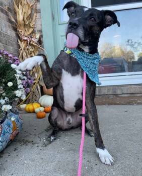 Rescue Mixed Breed Dogs for Adoption in Germantown, Ohio - Pickles | PetCurious