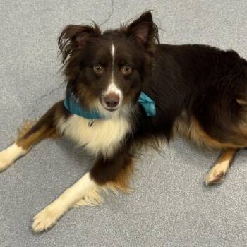 Ringo -  Mixed Breed Dog for Adoption in Canal Winchester, Ohio - Ringo | PetCurious