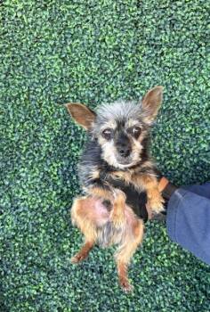 LEO -  Yorkshire Terrier Dog for Adoption in El Paso, Texas - LEO | PetCurious