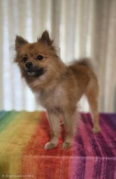 CHARLIE -  Pomeranian Dog for Adoption in Social Circle, Georgia - CHARLIE | PetCurious