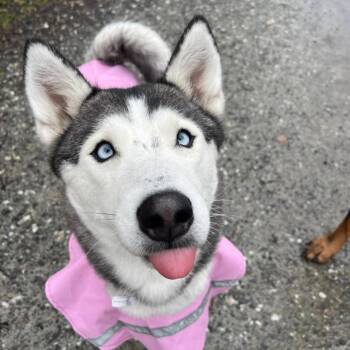 Husky Dogs Available for Adoption - Misty | PetCurious