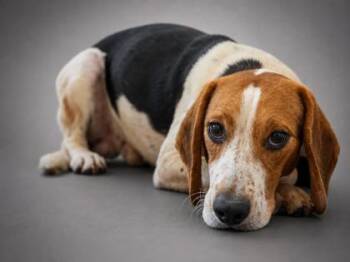 Aaron -  Beagle and Mixed Breed Dog for Adoption in Bowling Green, Kentucky - Aaron | PetCurious