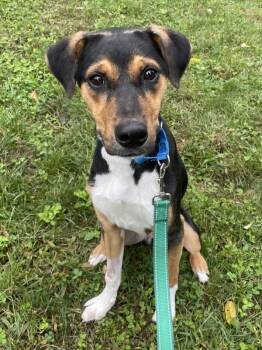 Morty -  Beagle and Foxhound Dog for Adoption in Oakland, New Jersey - Morty | PetCurious