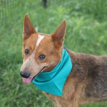 WILSON -  Australian Cattle Dog Blue Heeler Dog for Adoption in San Antonio, Texas - WILSON | PetCurious