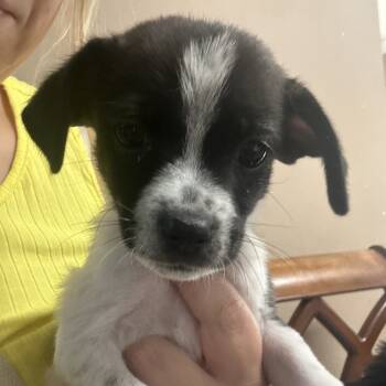 Rescue Spaniel Dogs for Adoption in Baton Rouge, Louisiana - Phineas | PetCurious