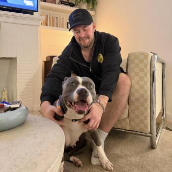 Pit Bull Terrier and American Bully Dogs Available for Adoption - Maggie | PetCurious