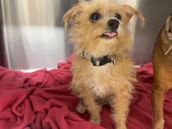 CHIQUITA -  Maltese and Mixed Breed Dog for Adoption in Grand Prairie, Texas - CHIQUITA | PetCurious