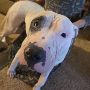 Rebel -  American Bully Dog for Adoption in Battle Creek, Michigan - Rebel | PetCurious