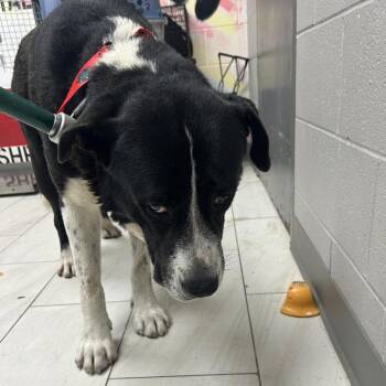 Champ -  Saint Bernard Dog for Adoption in Lufkin, Texas - Champ | PetCurious