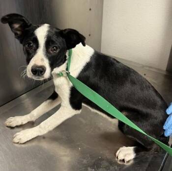 Jolly -  Chihuahua and Mixed Breed Dog for Adoption in Fresno, California - Jolly | PetCurious