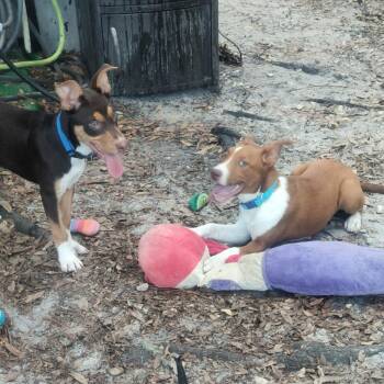 Australian Kelpie and Australian Shepherd Dogs Available for Adoption in Port St. Lucie, Florida - Maybell | PetCurious