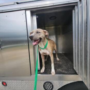 Mixed Breed Dogs Available for Adoption in Lake Panasoffkee, Florida - Starfire | PetCurious