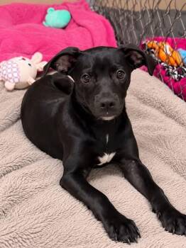 VELVET -  Mixed Breed Dog for Adoption in Vaughan, Ontario - VELVET | PetCurious