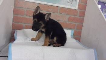 FRANKIE -  German Shepherd Dog and Mixed Breed Dog for Adoption in Houston, Texas - FRANKIE | PetCurious