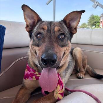 Rescue Mixed Breed Dogs for Adoption in Bismarck, North Dakota - Rhea Ripley | PetCurious