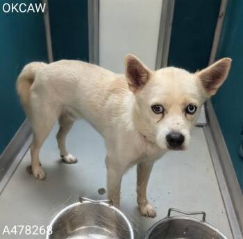 A478268 -  Klee Kai Dog for Adoption in Oklahoma City, Oklahoma - A478268 | PetCurious