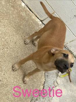 Sweetie -  Labrador Retriever and Mixed Breed Dog for Adoption in Zimmerman, Minnesota - Sweetie | PetCurious
