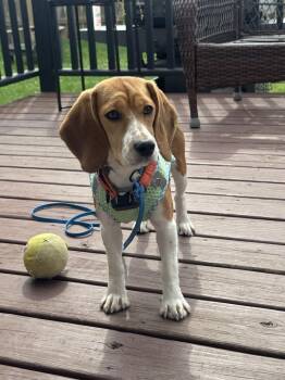 Frankie Freegle -  Beagle Dog for Adoption in Waunakee, Wisconsin - Frankie Freegle | PetCurious