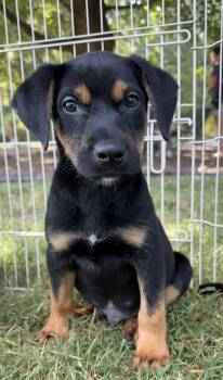 Neo -  Mixed Breed Dog for Adoption in Monroe, North Carolina - Neo | PetCurious