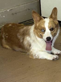 SAM -  Corgi Dog for Adoption in Elyria, Ohio - SAM | PetCurious