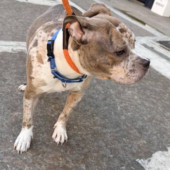 Mixed Breed Dogs Available for Adoption in New York, New York - Empress | PetCurious