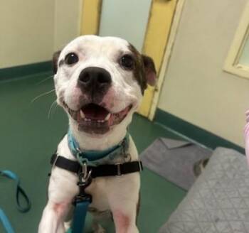 Air Bud -  Pit Bull Terrier and Mixed Breed Dog for Adoption in Richmond, Virginia - Air Bud | PetCurious