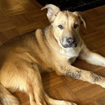 Rescue Belgian Shepherd Malinois Dogs for Adoption in Lufkin, Texas - George | PetCurious