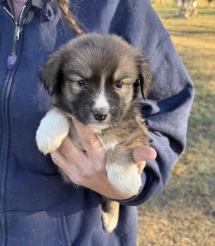 Australian Shepherd and Australian Cattle Dog Blue Heeler Dogs Available for Adoption - Dot  | PetCurious