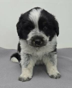 Australian Cattle Dog Blue Heeler and Australian Shepherd Dogs Available for Adoption in New York, New York - Heartland | PetCurious