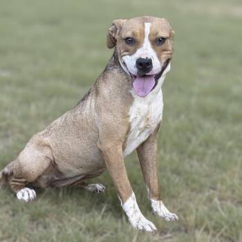 Hunny -  American Staffordshire Terrier Dog for Adoption in Caldwell, Texas - Hunny | PetCurious