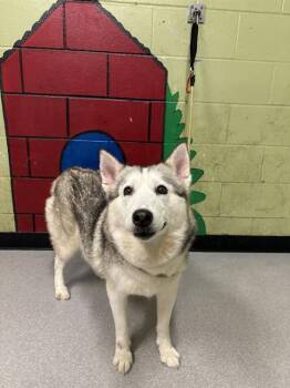 Rescue Siberian Husky and Mixed Breed Dogs for Adoption in Indianapolis, Indiana - MELROSE | PetCurious