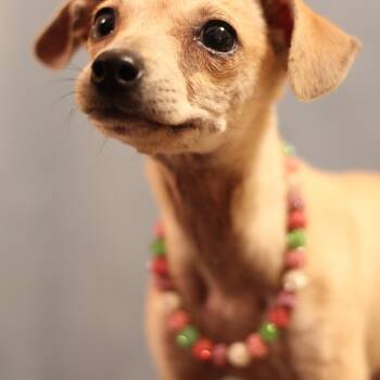 Chihuahua Dogs Available for Adoption in Yukon, Oklahoma - Lorraine | PetCurious