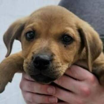 Terrier Dogs Available for Adoption in Waunakee, Wisconsin - Lucy Lilac | PetCurious