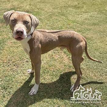 Pit Bull Terrier and Mixed Breed Dogs Available for Adoption in Irvine, California - BUSTER | PetCurious
