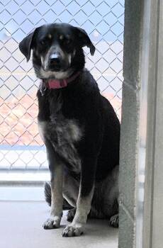 Labrador Retriever Dogs Available for Adoption in Chattanooga, Tennessee - Forest | PetCurious