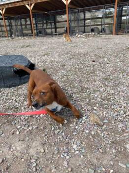 Dachshund Dogs Available for Adoption - Cheese | PetCurious