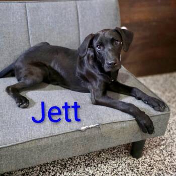 CT Jett -  Black Labrador Retriever Dog for Adoption in Stormville, New York - CT Jett | PetCurious