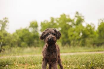 Goldendoodle Dogs Available for Adoption in Gradyville, Kentucky - Frida | PetCurious
