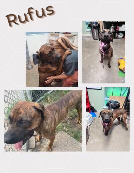 RUFUS (WA) -  Boxer Dog for Adoption in Klein, Texas - RUFUS (WA) | PetCurious