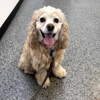 Cocker Spaniel Dogs Available for Adoption - Tille Mae | PetCurious