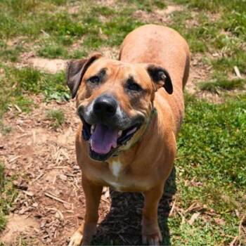Orion -  Mixed Breed Dog for Adoption in Eugene, Oregon - Orion | PetCurious