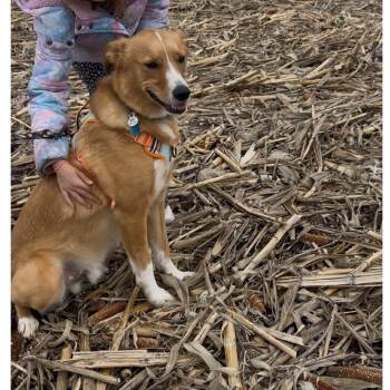 Rescue Shepherd Dogs for Adoption in Normal, Illinois - Louie | PetCurious
