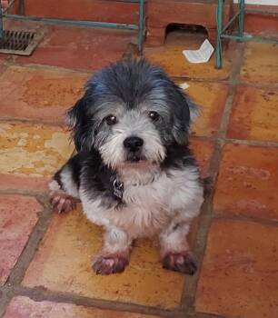 Seal -  Lhasa Apso Dog for Adoption in Acworth, Georgia - Seal | PetCurious