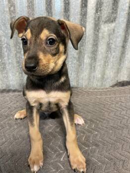 Iggy -  Terrier Dog for Adoption in Polson, Montana - Iggy | PetCurious