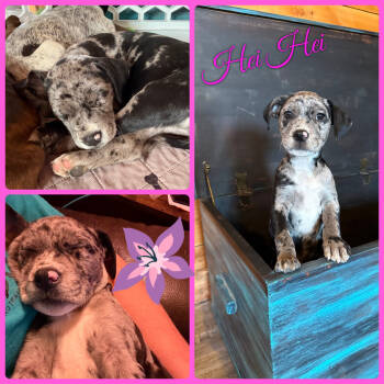 Rescue Boxer and Mixed Breed Dogs for Adoption in Idaho Falls, Idaho - Hei Hei | PetCurious